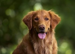 cão,fofo