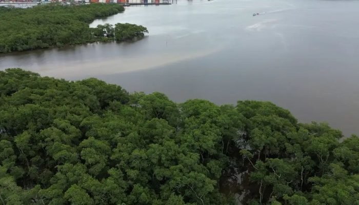 Foto de área de Reserva da Mata Atlântica com o Porto de Paranaguá ao fundo