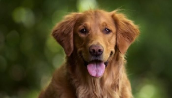 cão,fofo